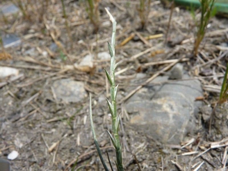 Hainardia cylindrica 11