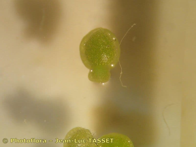 Wolffia arrhiza 12