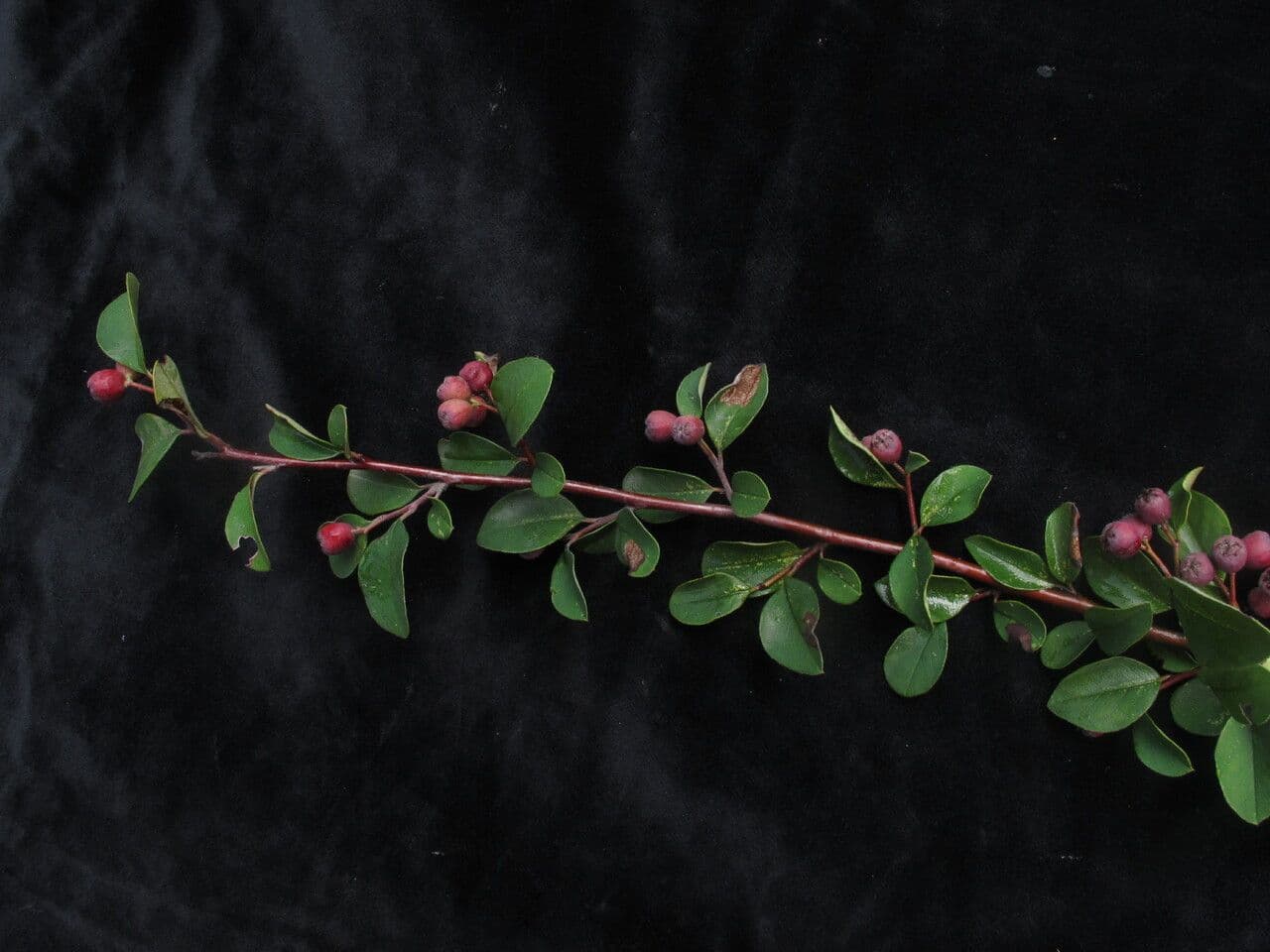 Cotoneaster 3