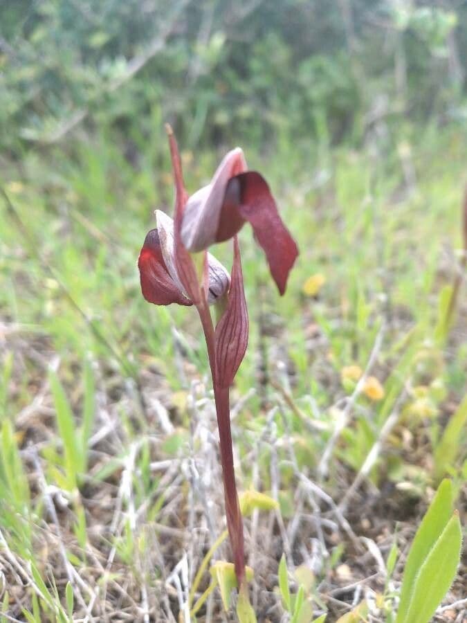 Serapias olbia 5