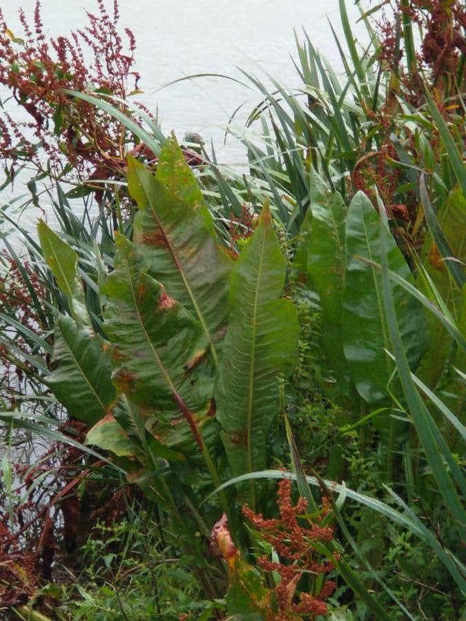 Fluss-Ampfer 20