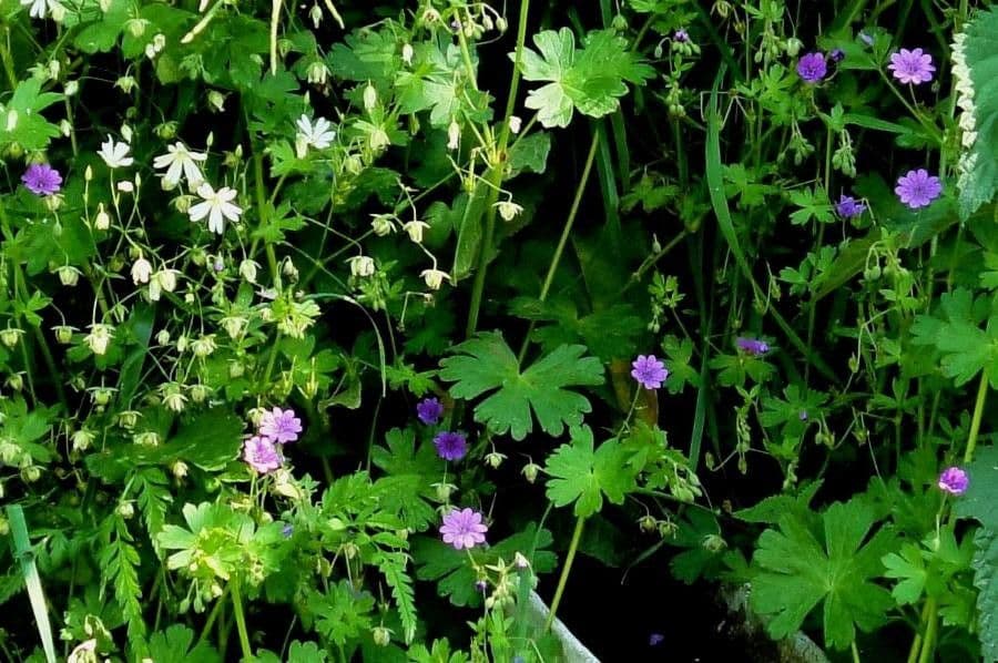 Géranium fluet 17