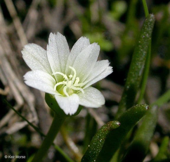 Lewisia nana 3