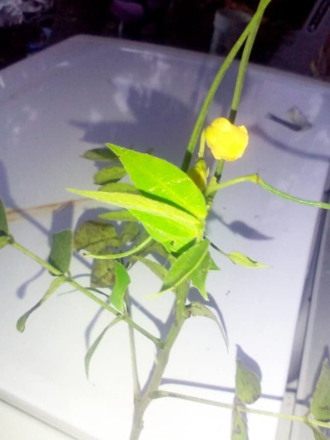 Vigna luteola 17