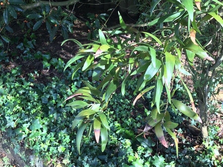 Acacia saligna 11