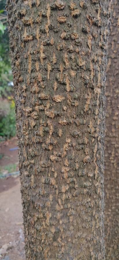 Alstonia 21