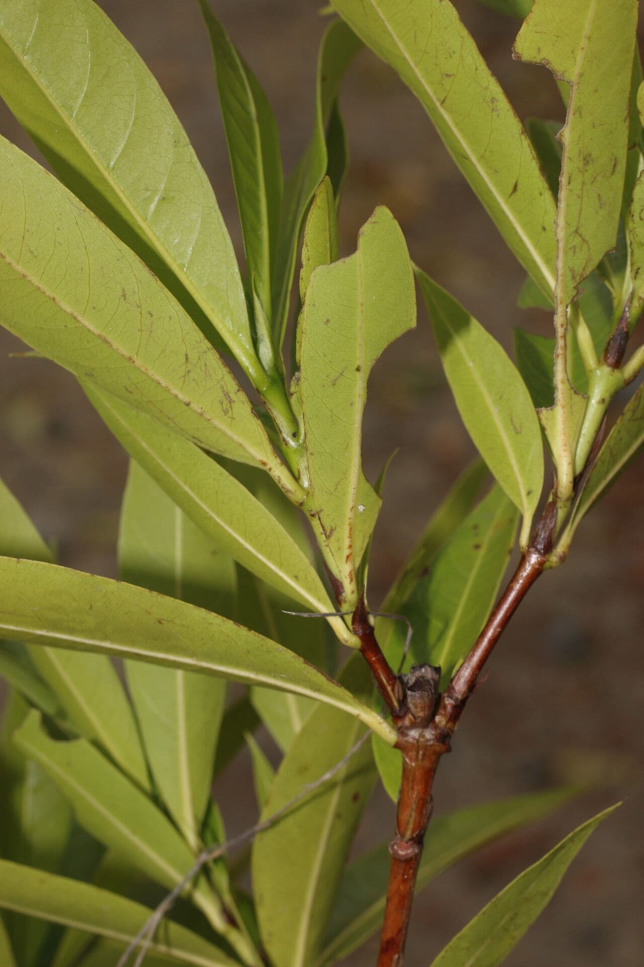 Alibertia edule 13