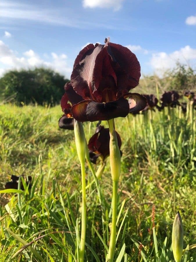 Iris