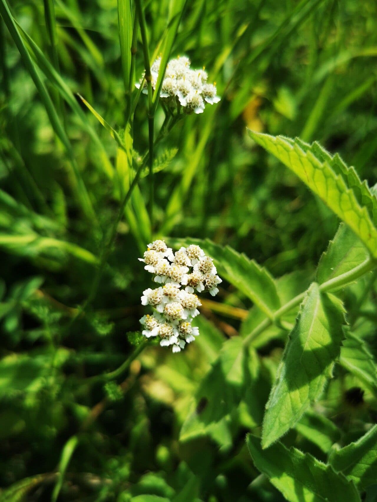 Achillée alpine 5