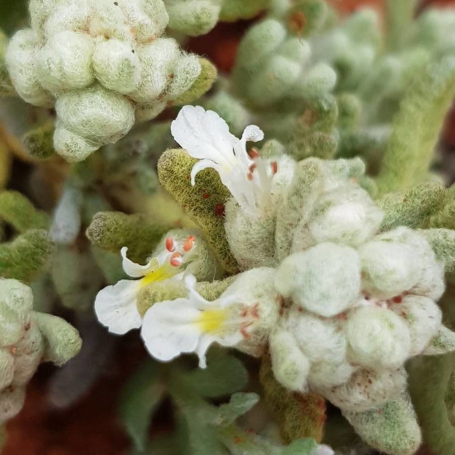 Teucrium