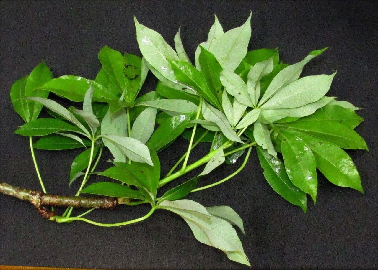 Spirotheca 26
