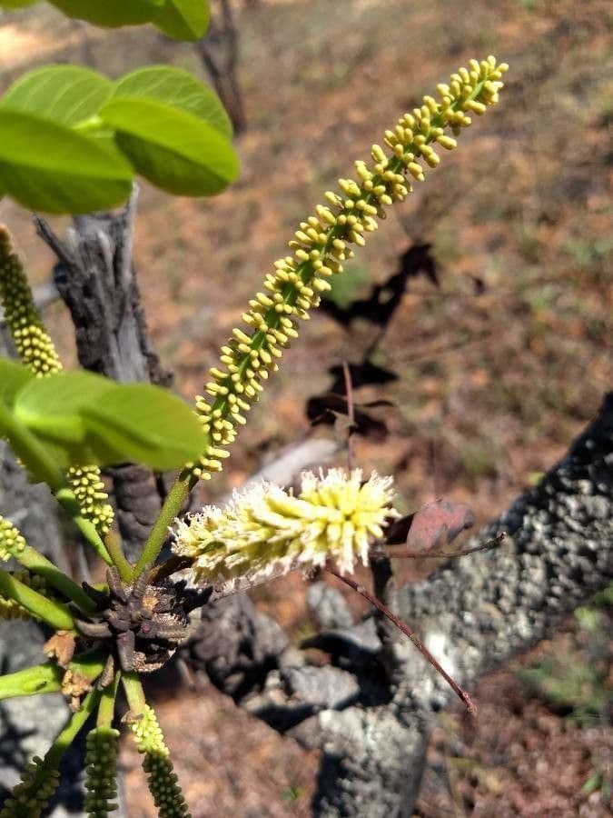 Stryphnodendron 2