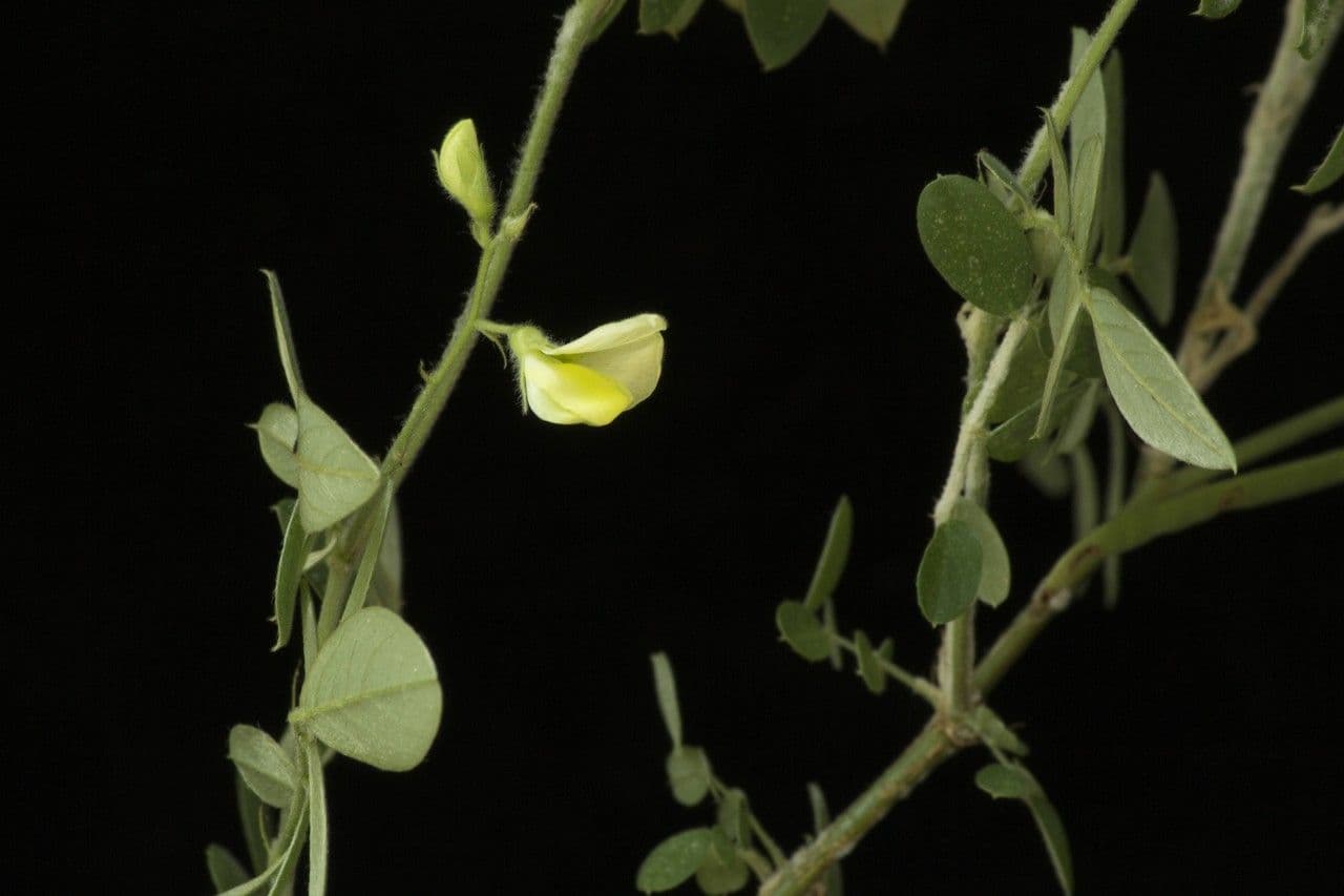 Coursetia caribaea 11