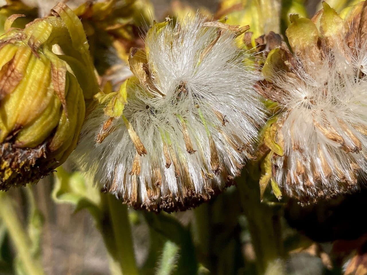 Senecio