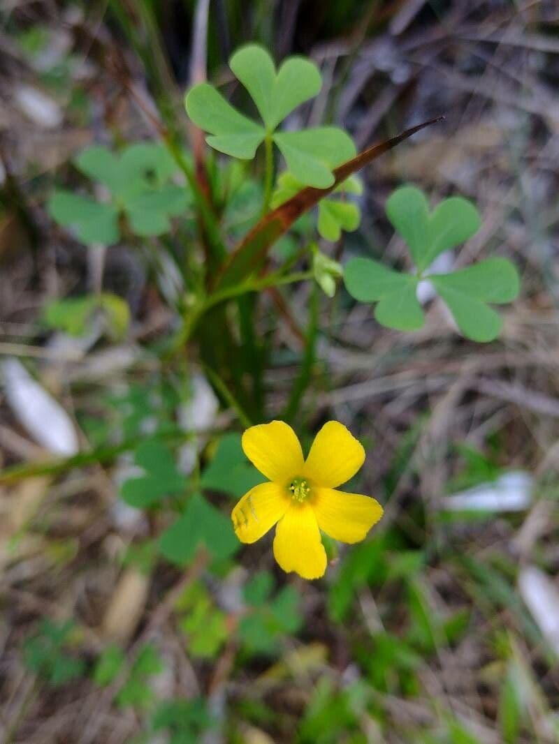 Acetosa esile 6