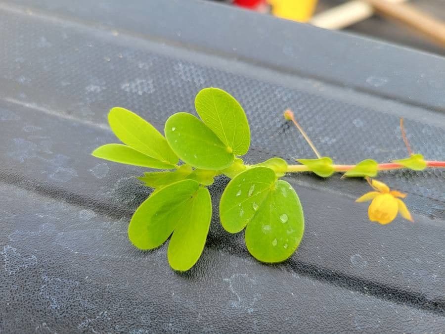 Chamaecrista rotundifolia 14