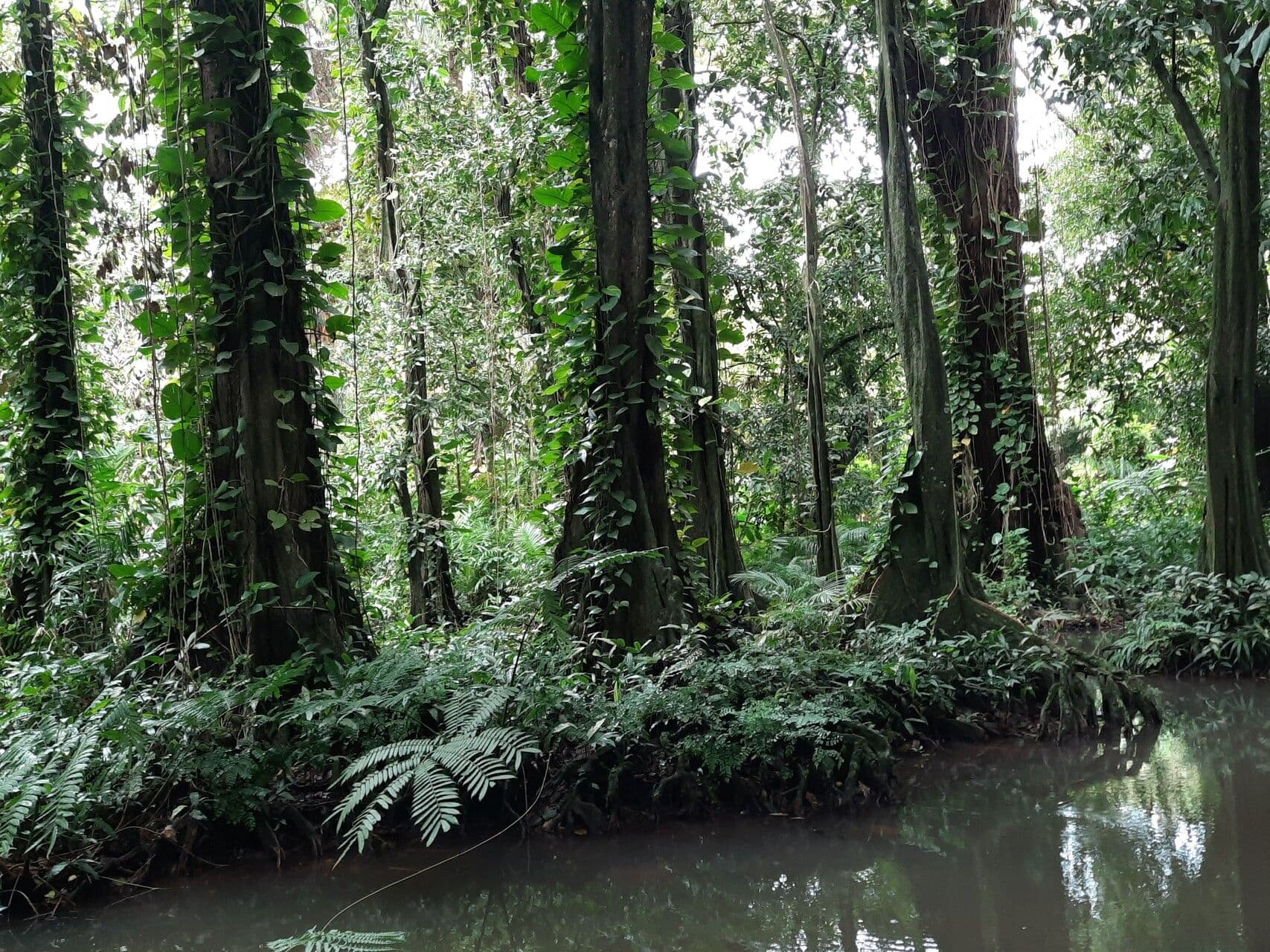 Inocarpus 12
