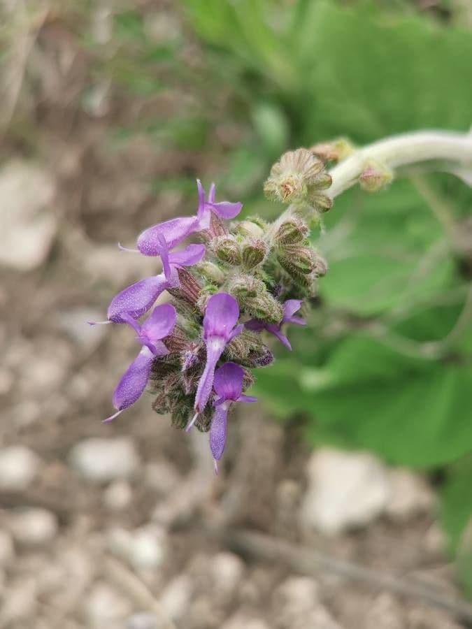 Salvia pendula