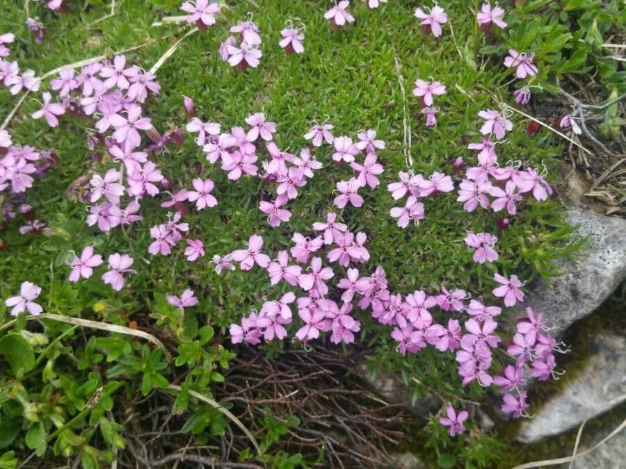 Silene a cuscinetto 10