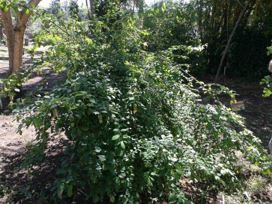 Wild sage 8