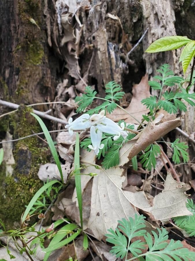 Dicentra canadese 2