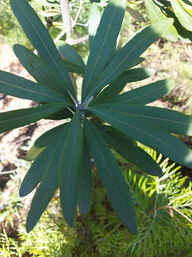 Banksia integrifolia 20