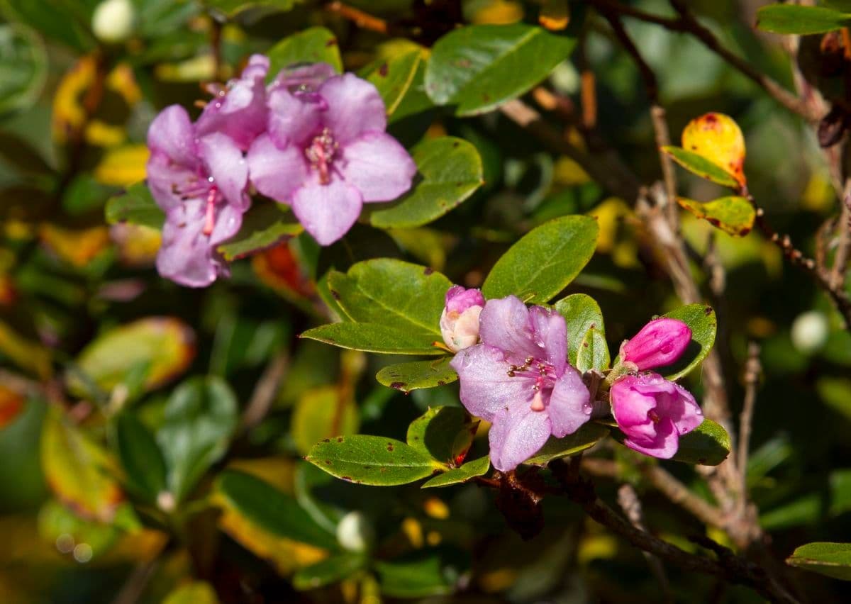 Rododendro 3