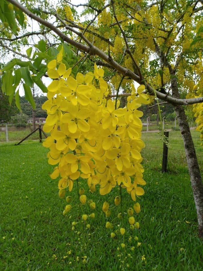 Cassia 10