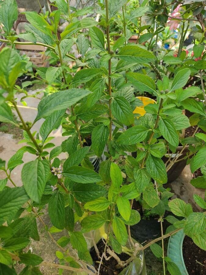 Lippia alba 24