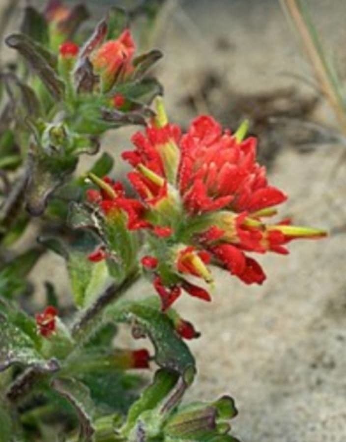 Castilleja Affinis 4