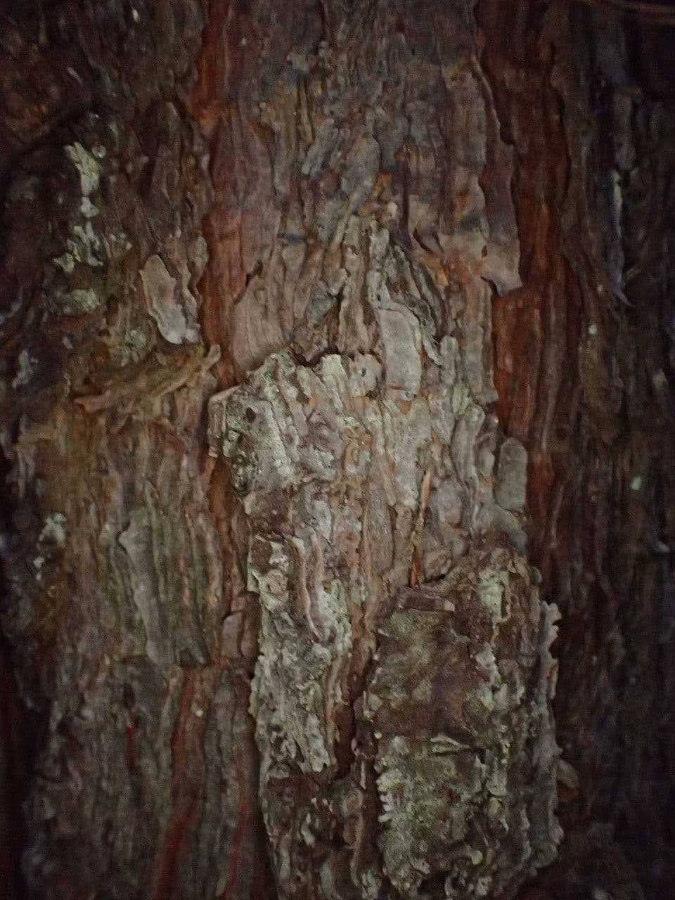 Pino rigido 22