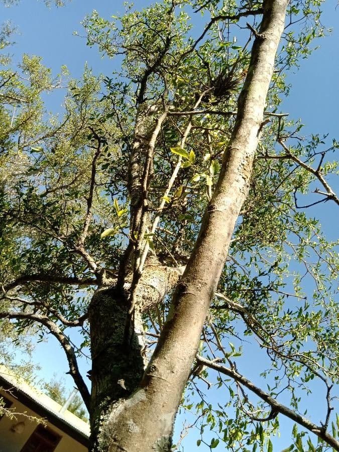 Celtis 16