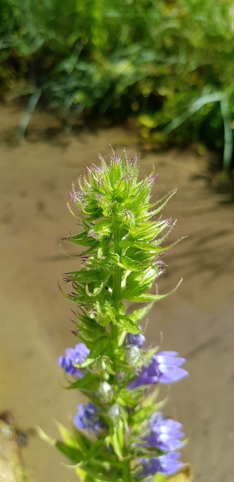 Lobelia blu 2
