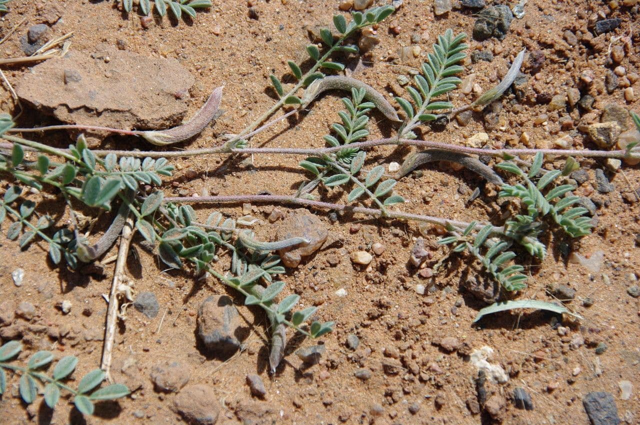 Astragalo 3