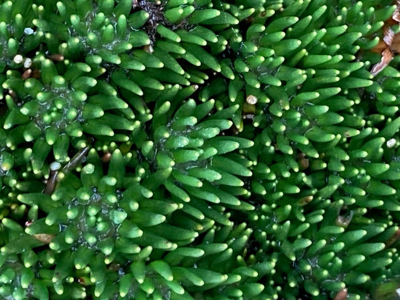 Xenophyllum 13