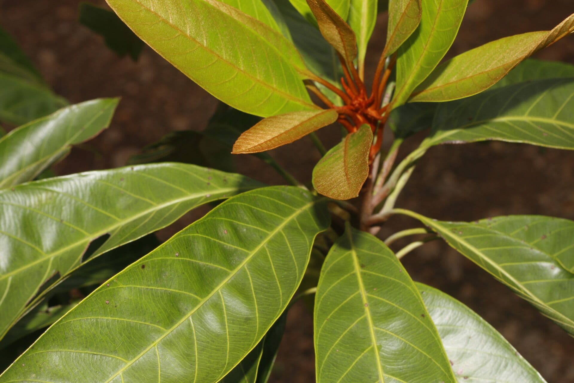 Chrysophyllum 9