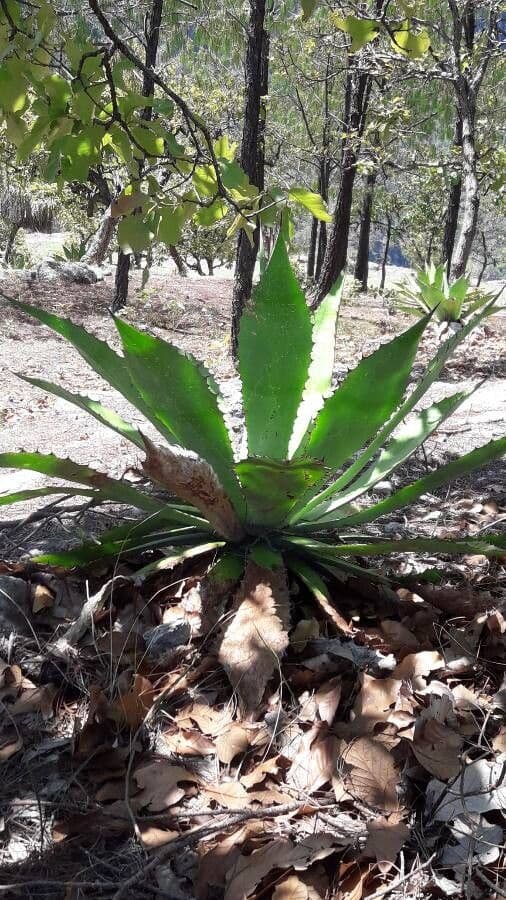 Agave 3