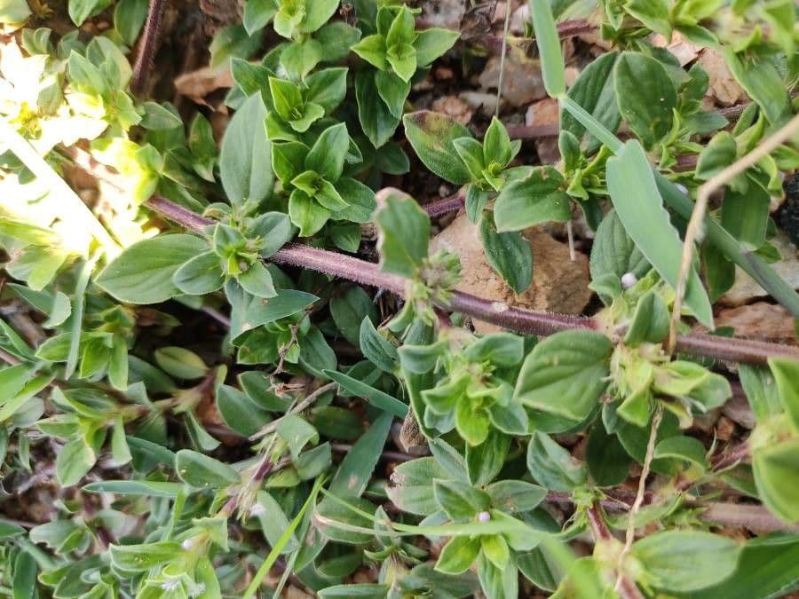 Spermacoce ispida 5