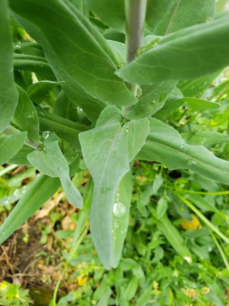 Arabetta liscia 19