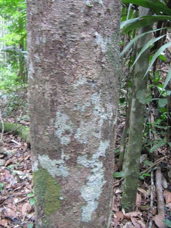 Protium sagotianum