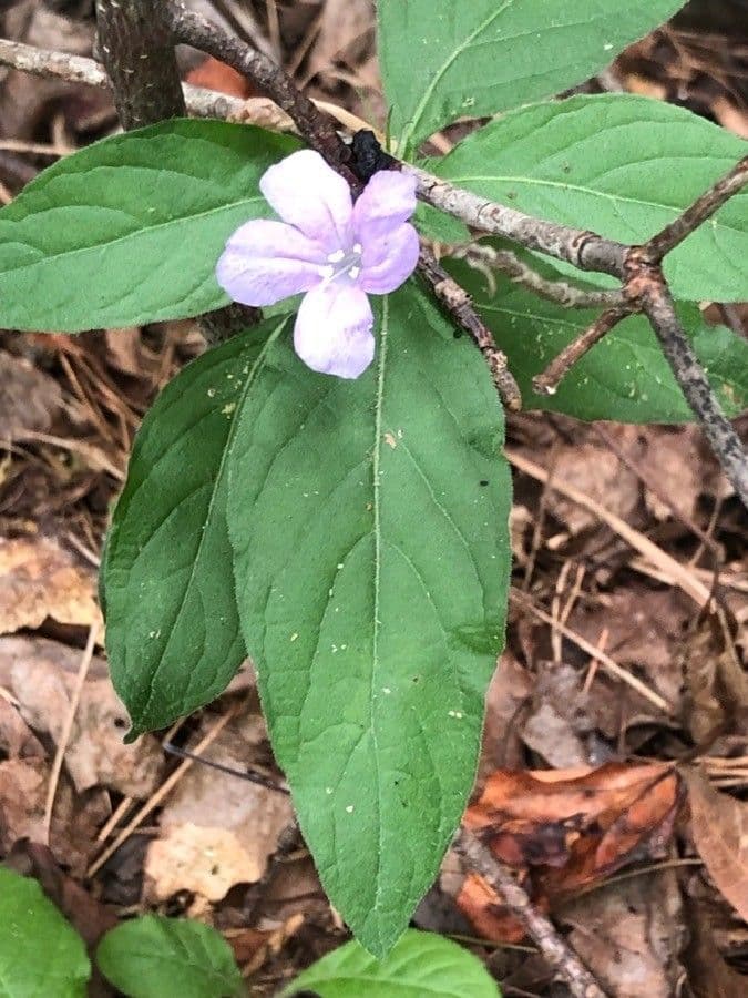 Ruellia 7