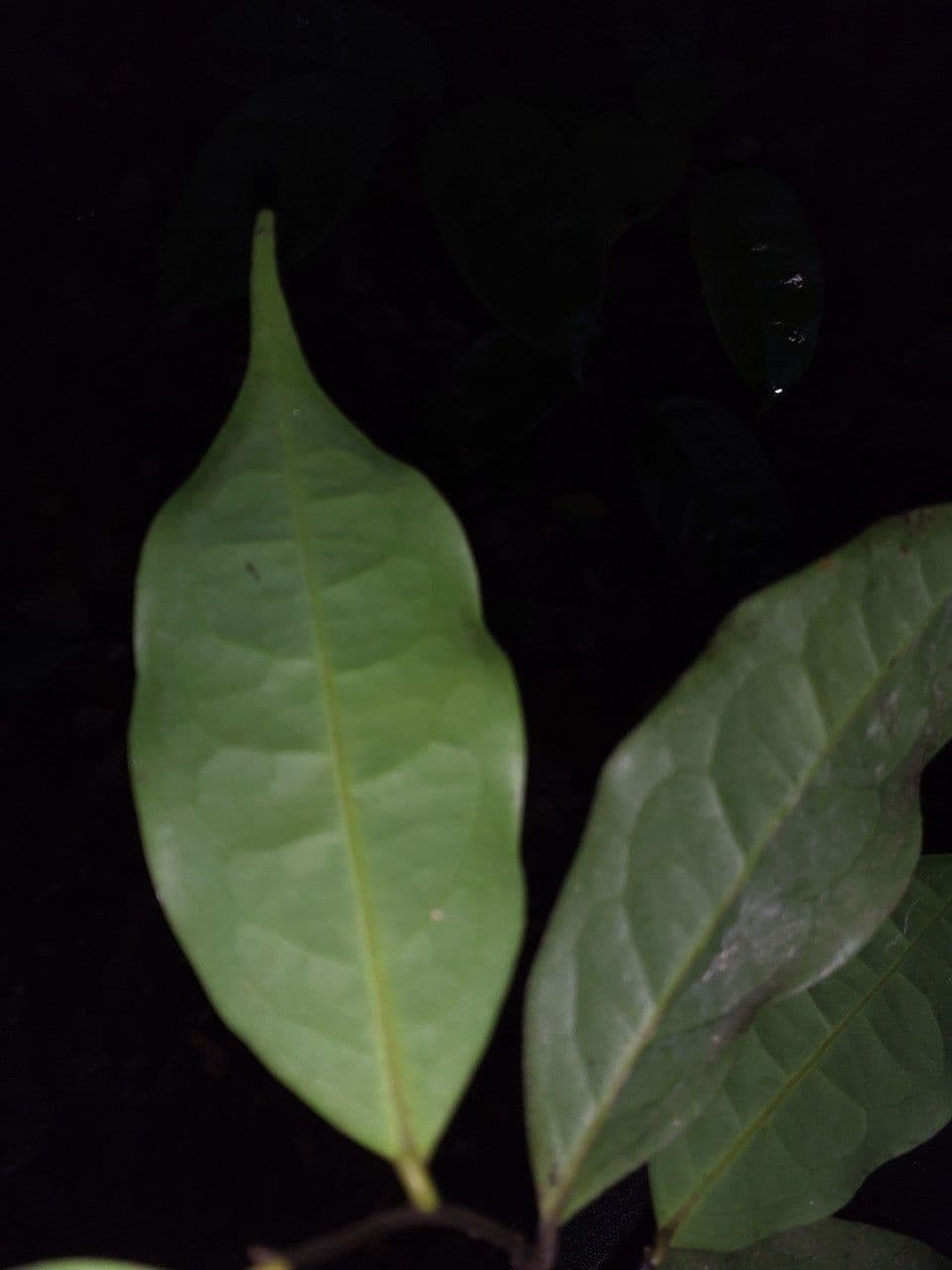 Oxandra 8