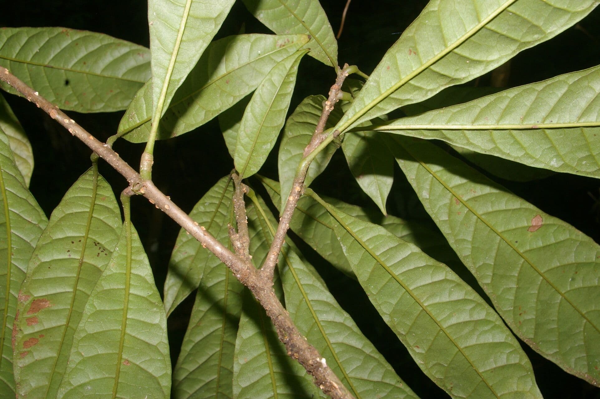 Meliosma 13