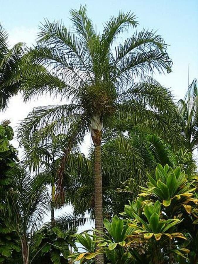 Dypsis 2