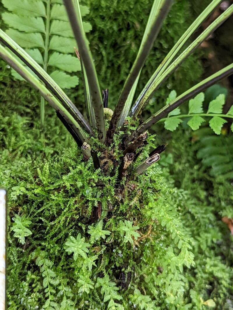 Asplenium 9