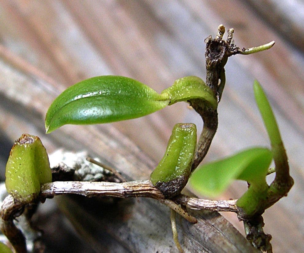 Bulbophyllum 14
