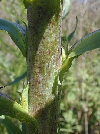 Lactuca 17