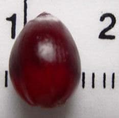 Anturio 6