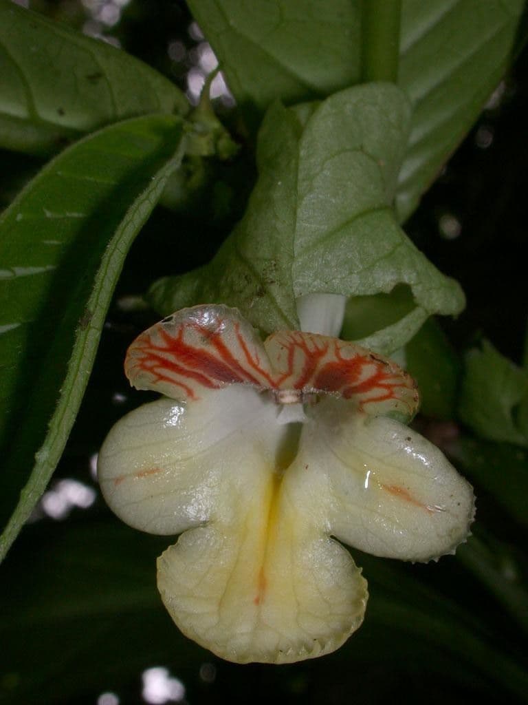 Drymonia 4