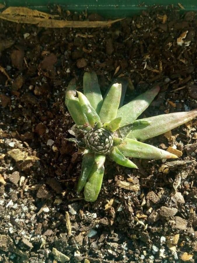 Orostachys giapponese 9